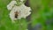 Gadfly bee sitting on a flower on a green background nature macro slow motion video