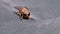 Gadfly Creeps Close-up. Horse-Fly in Macro. Slow Motion