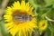 Gadfly on dandelion