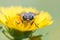 Gadfly on dandelion