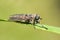 Gadfly on dandelion