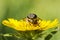 Gadfly on dandelion