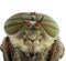 Gadfly. Head with large eyes, antennae and paws, close-up.