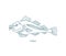 Gadus fish. Atlantic cod. Open paths. Editable stroke. Custom line thickness.
