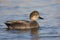 Gadwall, Anas strepera, male