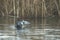 Gadwall drake swimming in a lake flapping