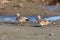 Gadwall duck bird