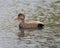 Gadwall Duck Expression