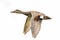 Gadwall duck in flight