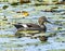 Gadwall Duck Lily Pads Juanita Bay Park Lake Washington Kirkland