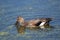 Gadwall Duck in pond with duckweed