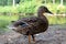 Gadwall Duck Profile