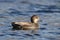 Gadwall Duck swimming on blue water in Winter