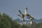 Gadwall flying in close formation over Somerset in England