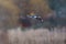 Gadwall flying at lakeside marsh