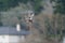 Gadwall flying at lakeside marsh