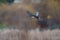 Gadwall flying at lakeside marsh