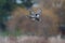 Gadwall flying at lakeside marsh