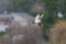 Gadwall flying at lakeside marsh