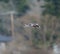 Gadwall flying at lakeside marsh