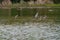 Gadwall flying at lakeside marsh