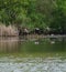 Gadwall flying at lakeside marsh