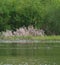 Gadwall flying at lakeside marsh