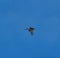 Gadwall flying at lakeside marsh