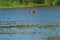 Gadwall flying at lakeside marsh