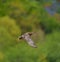 Gadwall flying at lakeside marsh