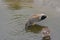 Gadwall, Mareca strepera, male and female in a shallow creek