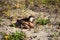 The gadwall Mareca strepera on the sand. Yamal