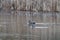 Gadwall relaxing in a lake