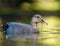 Gadwall relaxing in a lake