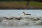 Gadwall resting at seaside