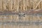 Gadwall swimming in a lake