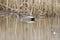 Gadwall swimming in a lake