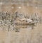 Gadwall swimming in a lake