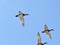 Gadwalls Flying Wyoming