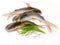 Gafftopsail Cat Fish Fish decorated with herbs and vegetables .Selective Focus