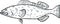 Gag Grouper Fish Gulf of Mexico Cartoon Drawing