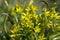 Gagea lutea wild plant flowering in forests during springtime, groundcover creeping yellow flowers in bloom