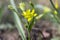 Gagea lutea wild plant flowering in forests during springtime, groundcover creeping yellow flowers in bloom