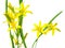 Gagea lutea (Yellow Star of Bethlehem)