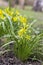 Gagea pratensis spring wild flower, Yellow Star of Bethlehem in bloom