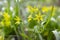 Gagea pratensis spring wild flower, Yellow Star of Bethlehem in bloom