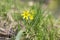 Gagea pratensis spring wild flower, yellow Star of Bethlehem in bloom