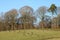 Gaggle of Canada geese in field, trees behind.