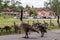 Gaggle of Canada geese and goslings in urban environment