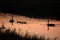 A gaggle of Canada geese swimming in the stream at Hayden Valley